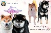  - 6 Shiba Inu LOF - Haute sélection