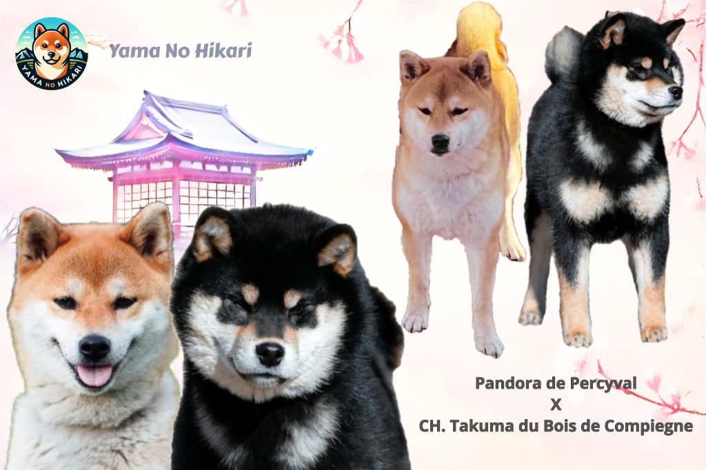 6 Shiba Inu LOF - Haute sélection