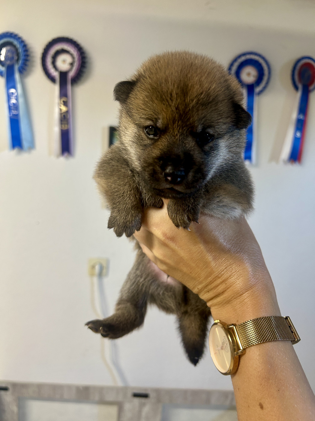 Yama No Hikari - Chiots disponibles - Shiba