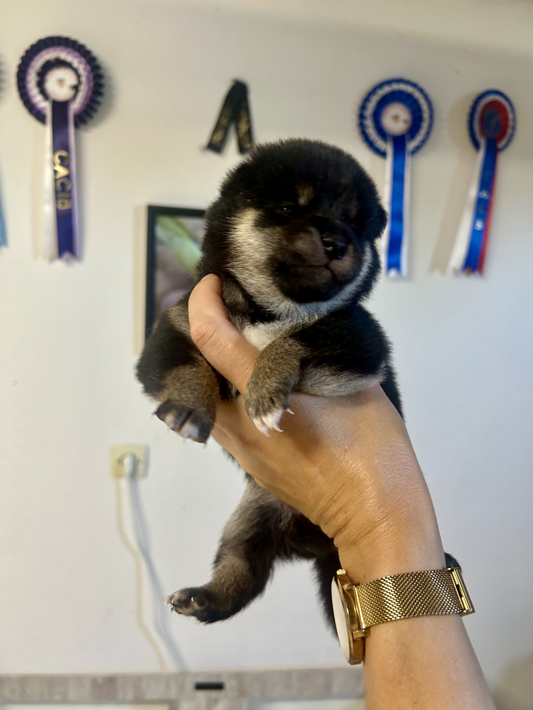 Yama No Hikari - Chiots disponibles - Shiba