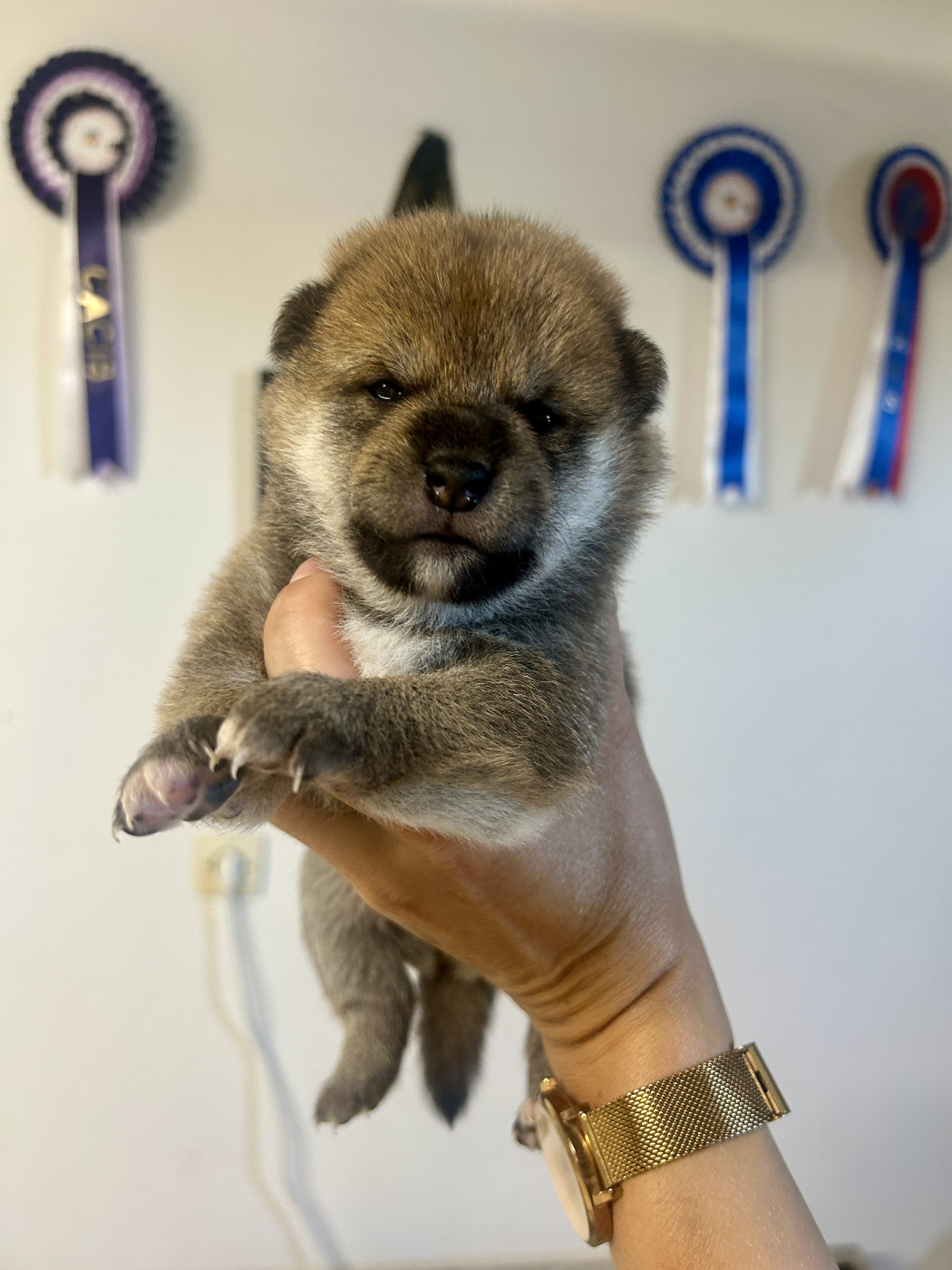 Yama No Hikari - Chiots disponibles - Shiba