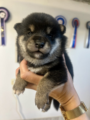 Chiot M Noir & Feu