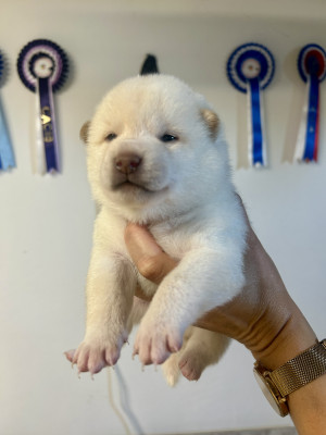 Chiot M Blanc