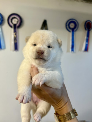 Chiot F Blanche