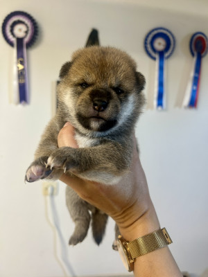 Chiot F Fauve