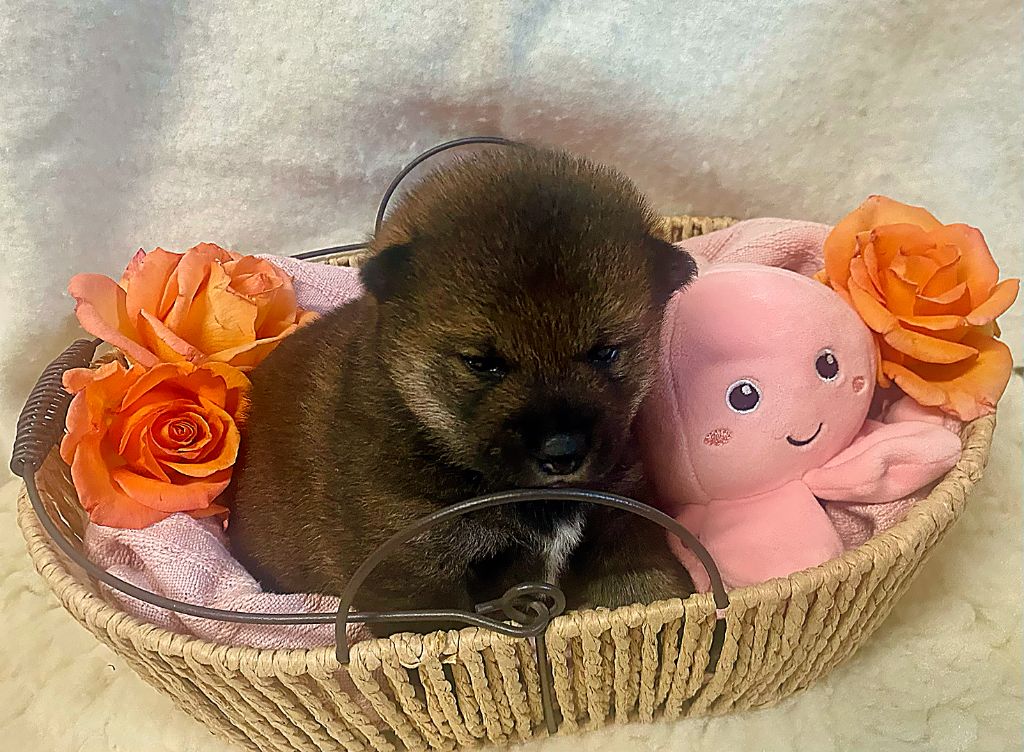 Chiot Shiba Yama No Hikari