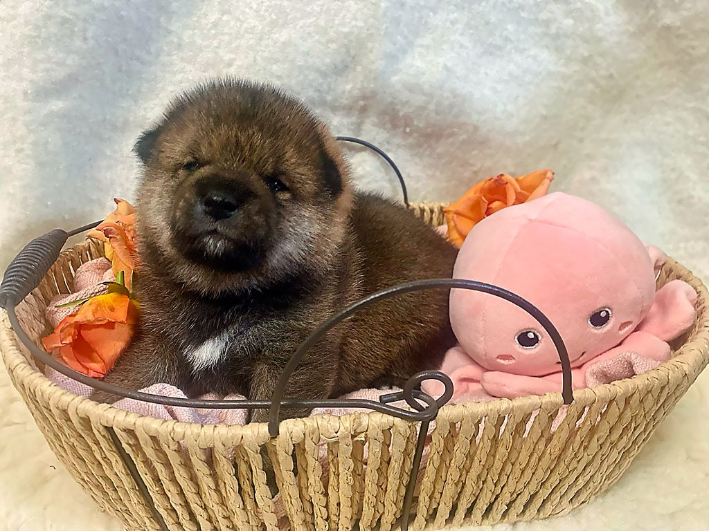 Yama No Hikari - Chiots disponibles - Shiba